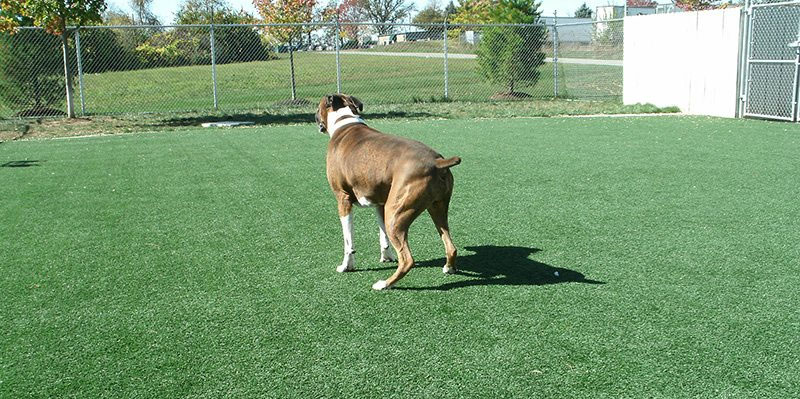 Commercial pet facility