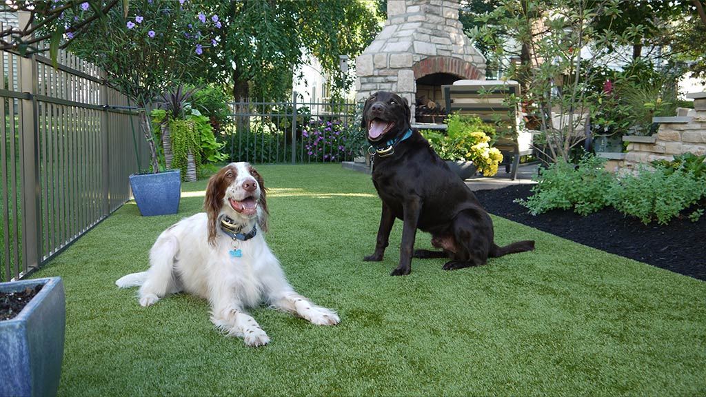 K9Grass