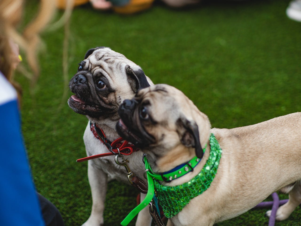 Decoding Pet Friendly Turf for Ohio Backyards and Dog Parks